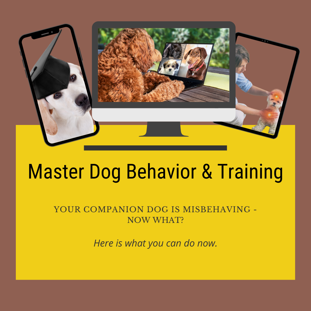 Master Dog Behavior & Training Program
