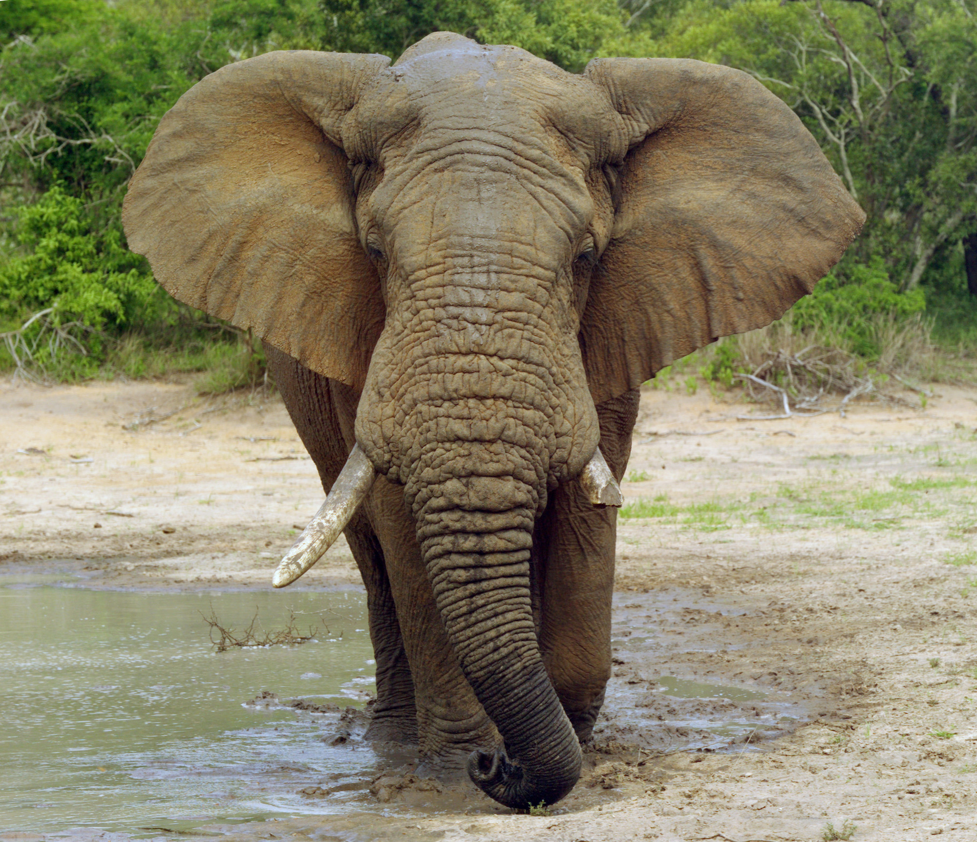 Elephants - getting protein without eating meat