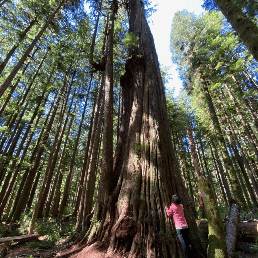 a woman looking up a mother tree