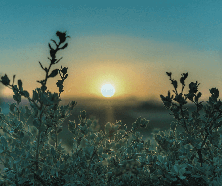 Sun rising over a field.